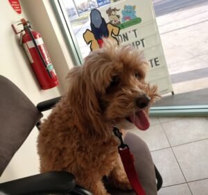 Veterinary Clinics in Melbourne Australia Reservoir Veterinary Clinic