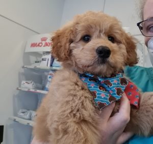 Barkers Veterinary Clinic Pet care service in Hawthorn