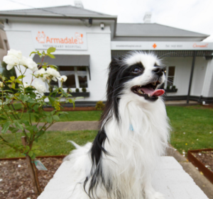 Armadale Veterinary Hospital Pet care service in Armadale