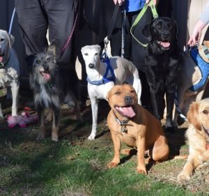  Inner South Veterinary Centre