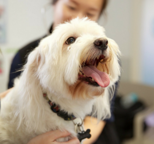 Veterinary Clinics in Melbourne Australia Templestowe Veterinary Clinic and Cattery