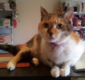 Barkers Veterinary Clinic Pet care service in Hawthorn