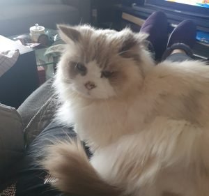 Pet Doctor Woodville - Your Family Vet Pet care service in Woodville South
