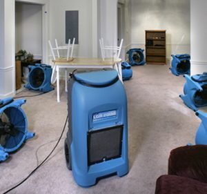 Queen Cleaning Cleaning service in Essendon