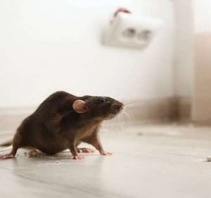 MMIMM Pest Control Pest control service in Point Cook