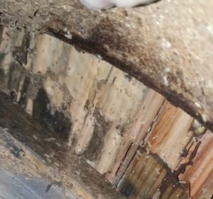 Swipe Pest Control Pest control service in Wedderburn