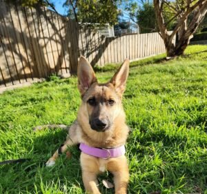 Cottage Kennels and Cattery Pet care service in Plenty