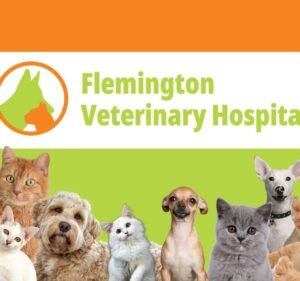Pet Care Services in Melbourne Australia Flemington Veterinary Hospital