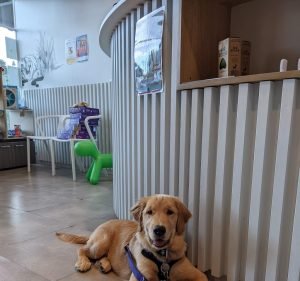  The Dog Clinic