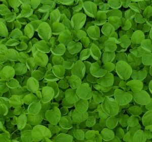 Spinach Advertising Marketing agency in South Melbourne