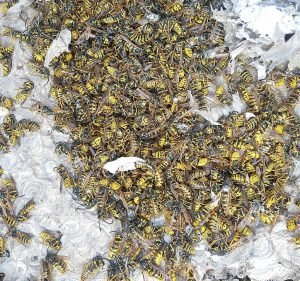 The Bee Wrangler Pest control service in Fitzroy