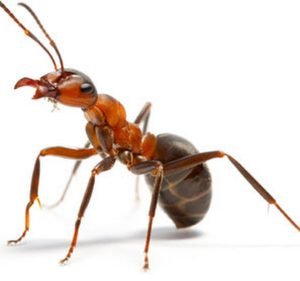 Berwick Pest Control Pty Ltd Pest control service in Berwick