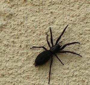 Pest Control Services in Victoria Australia Buggin'Out Pest & Vermin Control