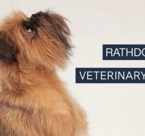  Rathdowne Street Veterinary Clinic
