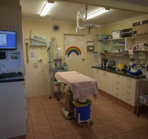 Pet Doctor Woodville - Your Family Vet Pet care service in Woodville South