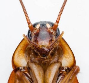 Pest Control Services in Point Cook Australia MMIMM Pest Control