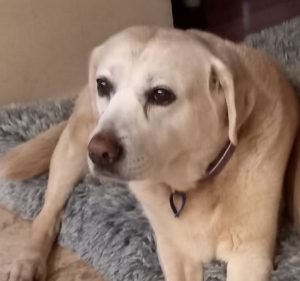 Boronia Veterinary Clinic and Hospital Pet care service in Boronia