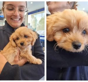 AdelaideVet & Emergency Trinity Gardens Pet care service in Trinity Gardens