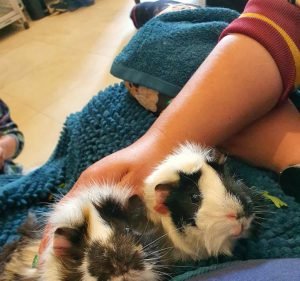 The Unusual Pet Vets Canberra Pet care service in Fyshwick