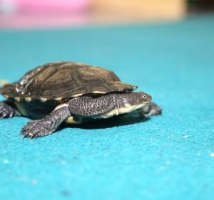 Goodstart Early Learning Braddon Child Care in Braddon