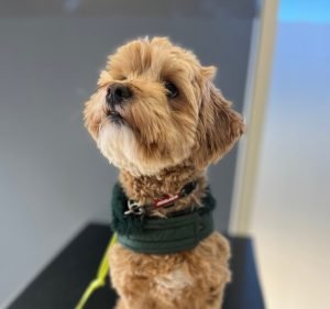 Melba Veterinary Clinic Pet care service in Melba