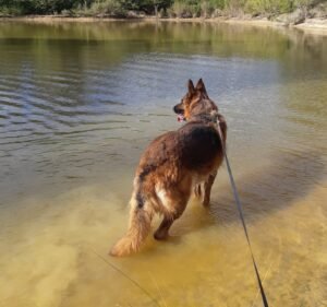 Yarra Valley Pet Resort Pet care service in Badger Creek