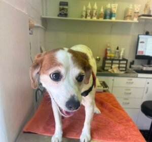 West Brunswick Veterinary Clinic Pet care service in Brunswick West