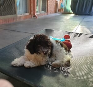 Veterinary Clinics in Victoria Australia Craigieburn Animal Hospital