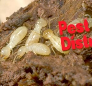 Pest Control Services in Melbourne Australia PEST DISTURBERS PTY LTD
