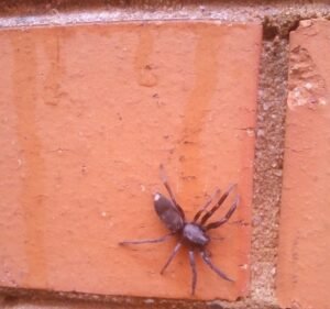 S.O.S Pest Control Australia Pest control service in Moorabbin