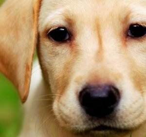 Veterinary Clinics in Melbourne Australia Elgar Road Veterinary Hospital