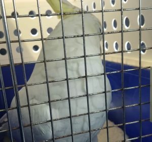 Melbourne Bird Veterinary Clinic Pet care service in Scoresby