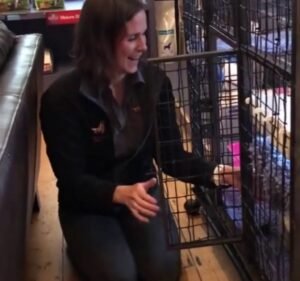 Malvern Vet Hospital Pet care service in Armadale