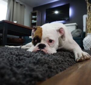 Myer Carpet Cleaning Cleaning service in Prahran