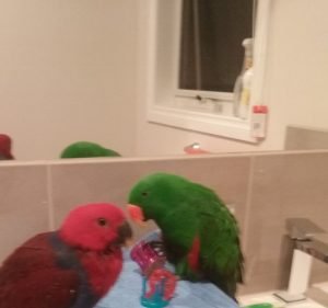 Melbourne Bird Veterinary Clinic Pet care service in Scoresby