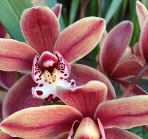 Landscaping Services in South Yarra Australia Steadfast Gardening & Irrigation