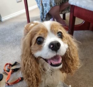 Veterinary Clinics in Victoria Australia Croydon Veterinary Clinic