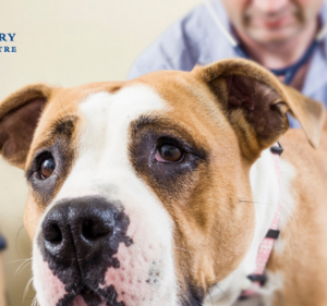 Adelaide Veterinary Specialist & Referral Centre Pet care service in Norwood