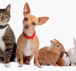Pascoe Vale Veterinary Hospital Pet care service in Pascoe Vale