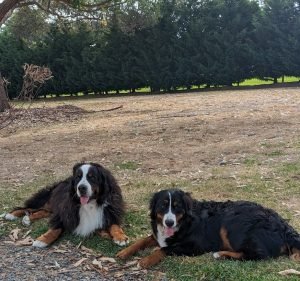 Camberwell Veterinary Clinic Pet care service in Camberwell