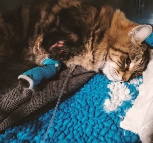  Marion Animal Hospital