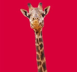 Design Box Digital SEO and Digital Marketing Marketing agency in Cranbourne East