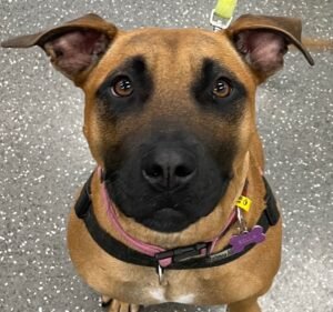 Swan Street Vet Pet care service in Richmond