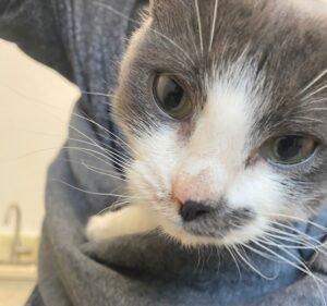 Ogawa Vet Clinic Pet care service in Brunswick