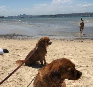 PetsOnMe Insurance in Darlinghurst