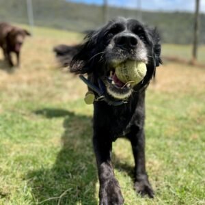 A Dogs Domain and Cats too Pet care service in Melbourne