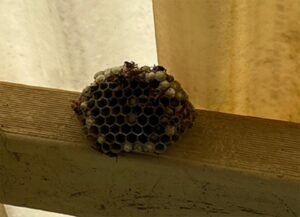 Pest Control Canberra Pest control service in Canberra