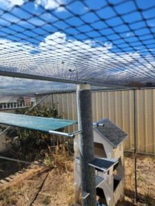 CAT MAX Pet care service in Bowen Hills