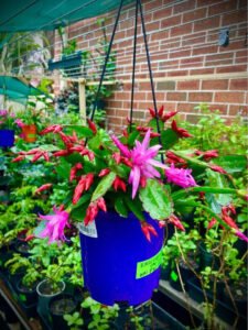 Sai Nursery Gardening in Pendle Hill
