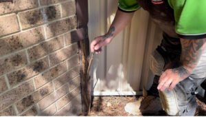 Queanbeyan Pest Control Pest control service in Queanbeyan